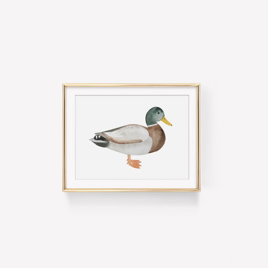 Mallard Duck Print