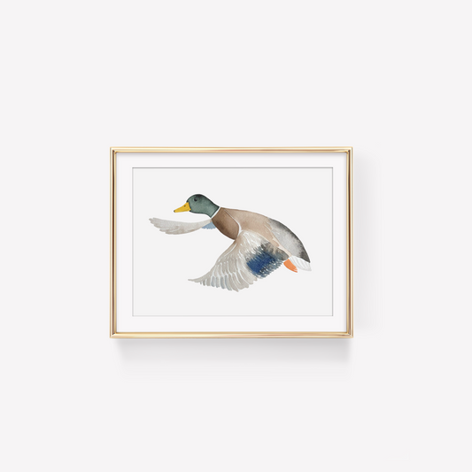 Flying Mallard Duck Art Print