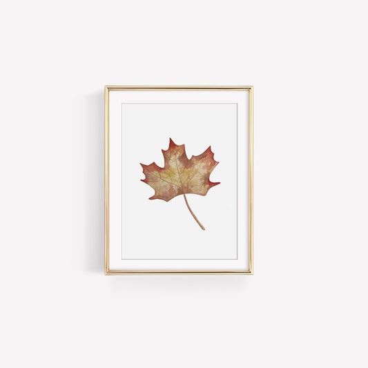 Gold Maple Leaf Art Print