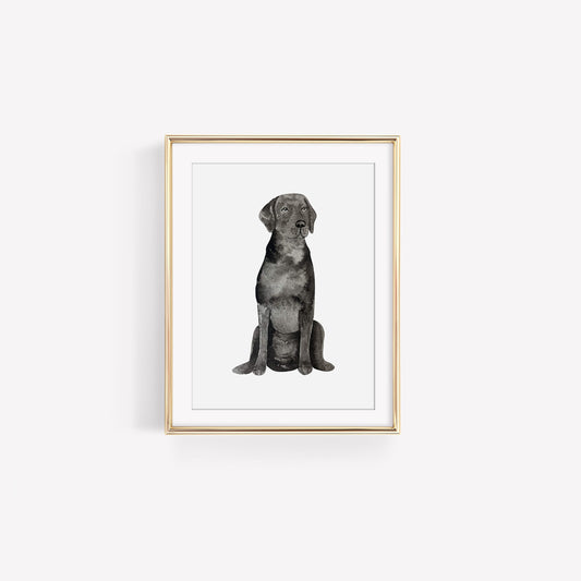 Sitting Black Lab Art Print