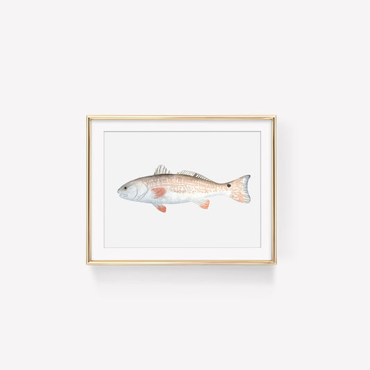 Redfish Art Print