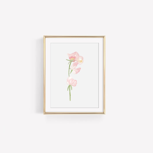 Sweet Pea Flower Art Print